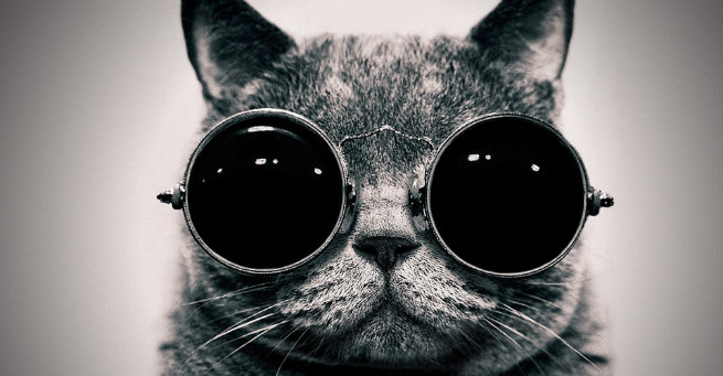 Cat wearing sunglasses - Keep Your Pets Cool This Summer